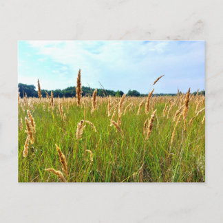 Gouden Zomer Veld Briefkaart