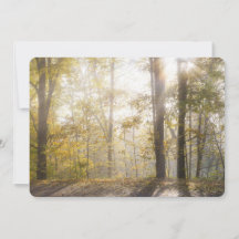 Gouden zonlicht door herfstbomen