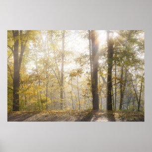 Gouden zonlicht door herfstbomen poster