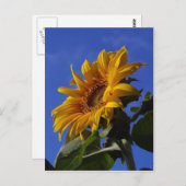 gouden zonnebloem briefkaart (Voorkant / Achterkant)