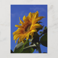 gouden zonnebloem