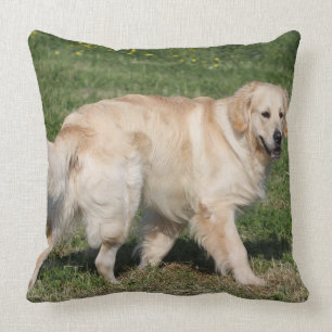 Goudens Retriever Wandelend Kussen