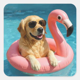 Goudkleurige Retriever Drijvend Op Een Flamingo Ba Vierkante Sticker