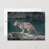 Goudluipaard Briefkaart (Voorkant / Achterkant)