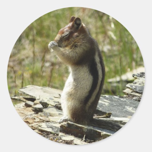 Goudmantel bij Gletsjer I Ronde Sticker (Voorkant)