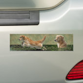 Goudrivierkraakbumper Bumpersticker (Op auto)