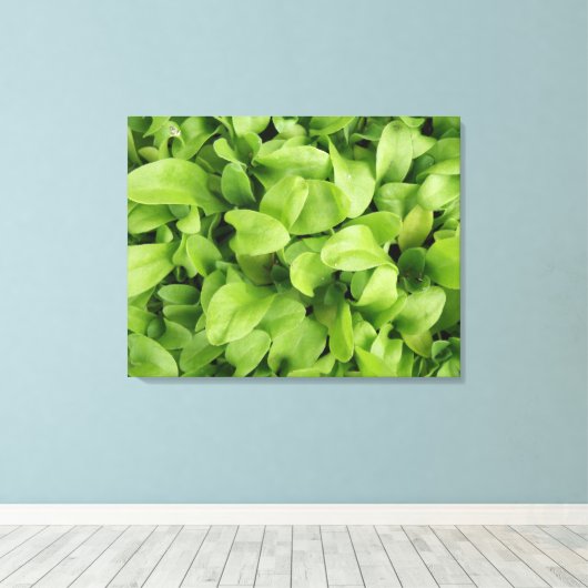 goudsbloem zaailingen canvas print (Insitu (Houten vloer))