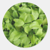 goudsbloem zaailingen Stickers (Voorkant)