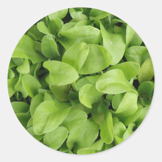 goudsbloem zaailingen Stickers (Voorkant)