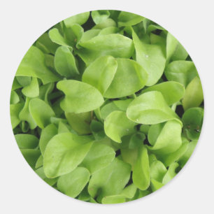 goudsbloem zaailingen Stickers