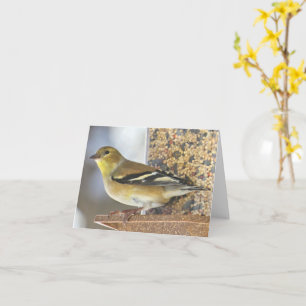Goudvink bij de feeder - Blank Kaart