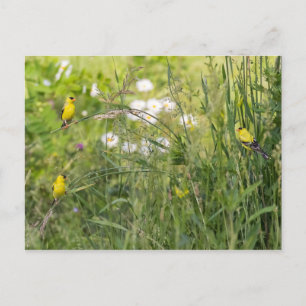 Goudvinken en wilde bloemen briefkaart