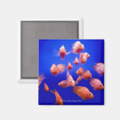 Goudvis 2 magneet (Voorkant / Achterkant)
