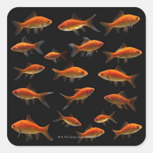 Goudvis 2 vierkante sticker