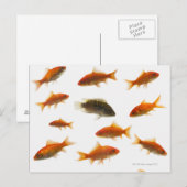 Goudvis 3 briefkaart (Voorkant / Achterkant)