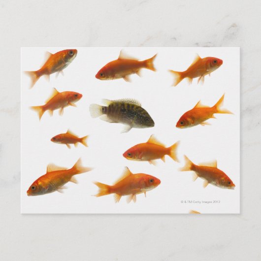Goudvis 3 briefkaart (Voorkant)