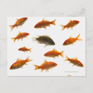 Goudvis 3 briefkaart