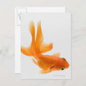 Goudvis (Carassius auratus) 2 Briefkaart (Voorkant / Achterkant)