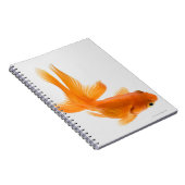 Goudvis (Carassius auratus) 2 Notitieboek (Rechterzijde)