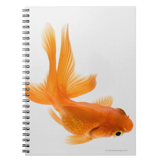 Goudvis (Carassius auratus) 2 Notitieboek (Voorkant)