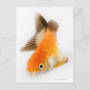 Goudvis (Carassius auratus) Briefkaart