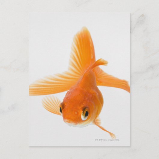 Goudvis (Carassius auratus) Briefkaart (Voorkant)