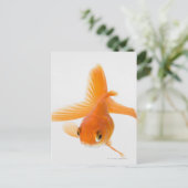 Goudvis (Carassius auratus) Briefkaart (Staand voorkant)