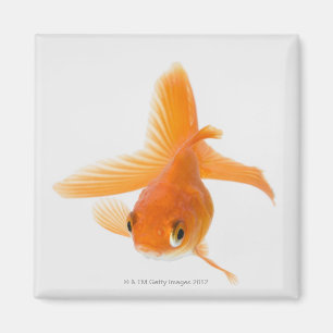 Goudvis (Carassius auratus) Magneet