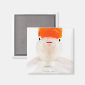 Goudvis (Carassius auratus) Magneet (Voorkant / Achterkant)