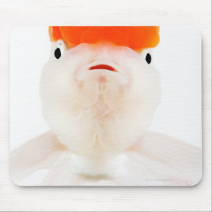 Goudvis (Carassius auratus) Muismat