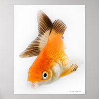 Goudvis (Carassius auratus)