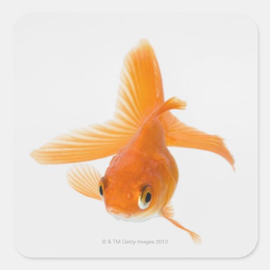 Goudvis (Carassius auratus) Vierkante Sticker (Voorkant)