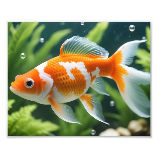 Goudvis Foto Afdruk (Voorkant)