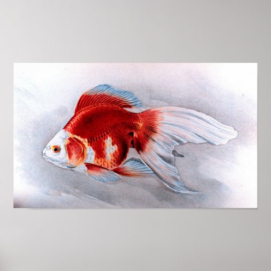 goudvis poster (Voorkant)
