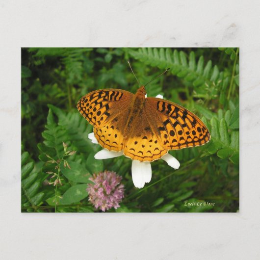 Goudvlinder Briefkaart (Voorkant)