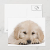 Goudwaluw (20 weken oud) briefkaart (Voorkant / Achterkant)