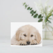 Goudwaluw (20 weken oud) briefkaart (Staand voorkant)