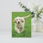 Goudwaluw Briefkaart (Staand voorkant)