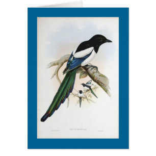Gould - Afghan Magpie