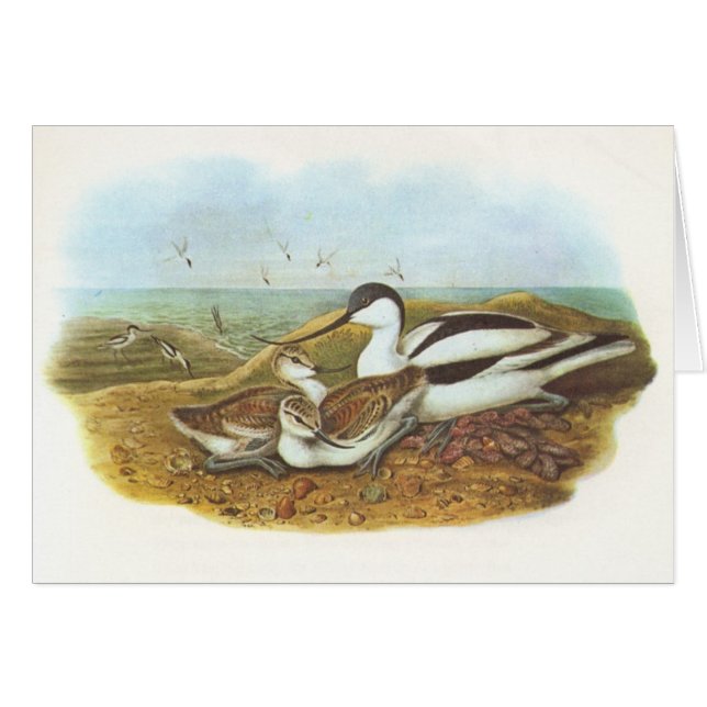 Gould - avocette - avosetta de Recurvirostra (Devant horizontal)