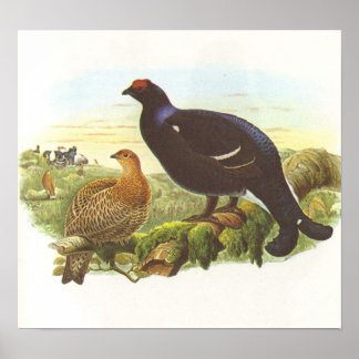Gould - Black Grouse - Lyrurus tetrix Poster