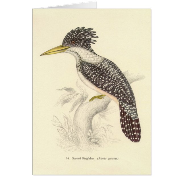 Gould - carte repérée de martin-pêcheur (Devant)