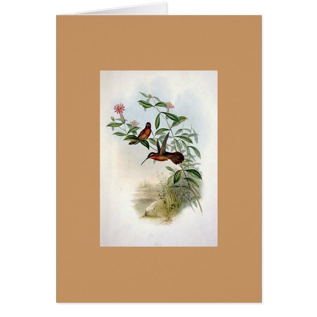 Gould - Dohrn's Hermit Hummingbird (Voorkant)