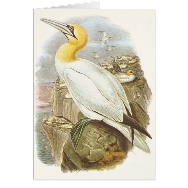 Gould - Gannet - Sula bassana (Voorkant)