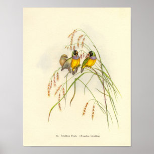 Gould Gouldian Finch Portfolio Poster