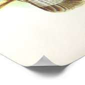 Gould - Honey Buzzard - Pernis apivorus Poster (Hoek)