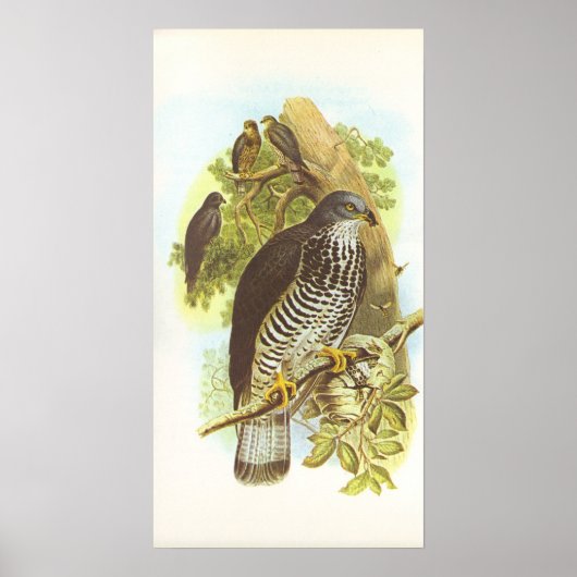 Gould - Honey Buzzard - Pernis apivorus Poster (Voorkant)