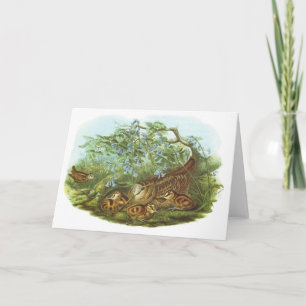 Gould - Houtsnip - rusticola Scolopax Kaart