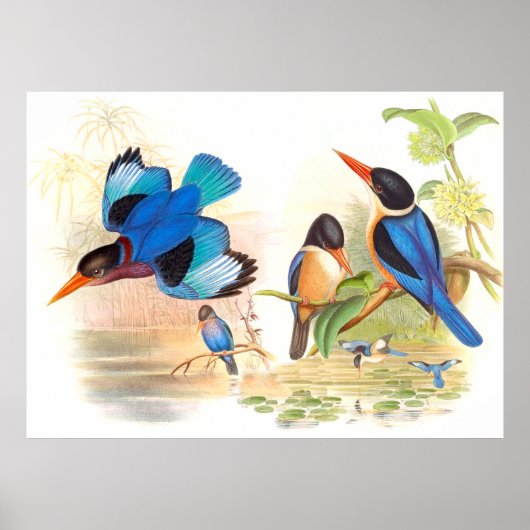 Gould Kingfisher Birds Poster (Voorkant)