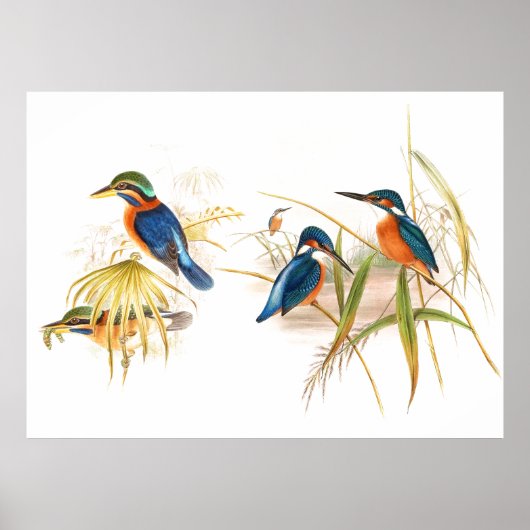 Gould Kingfisher Birds Poster (Voorkant)